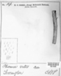 Diaporthe neoviticola image